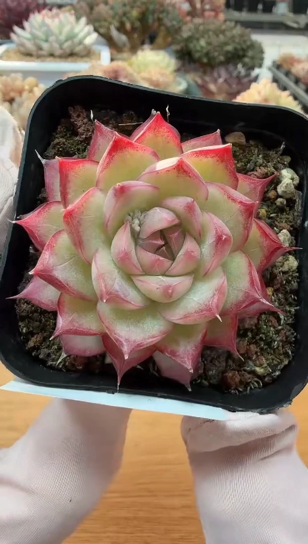 东云多肉园二店-02