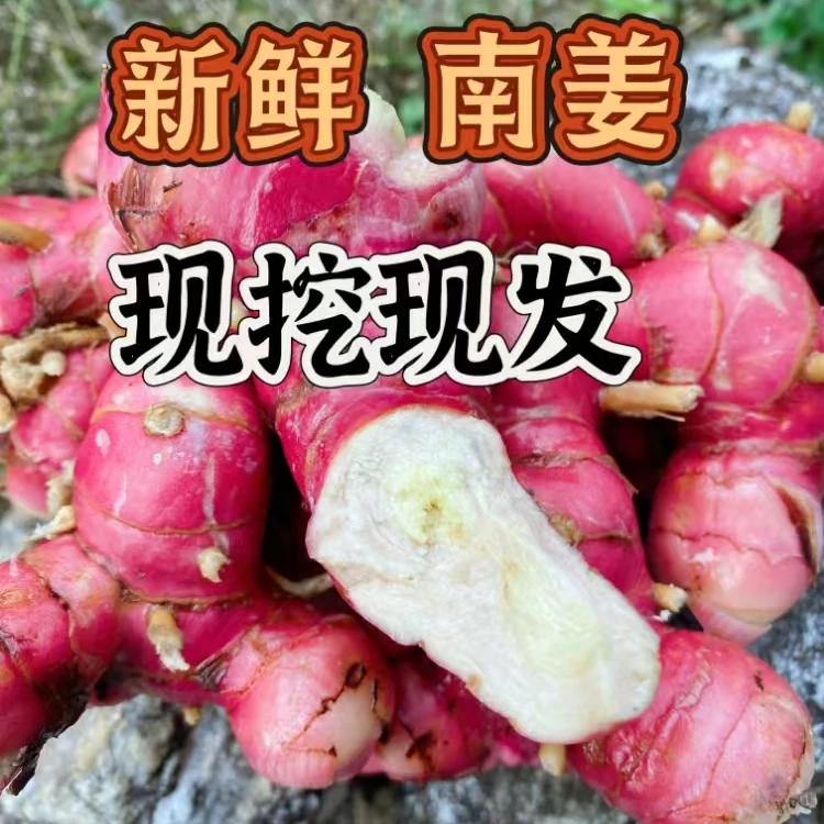 【6年老南姜】正宗农户现挖新鲜炖汤打卤去调味香料不打药野生姜