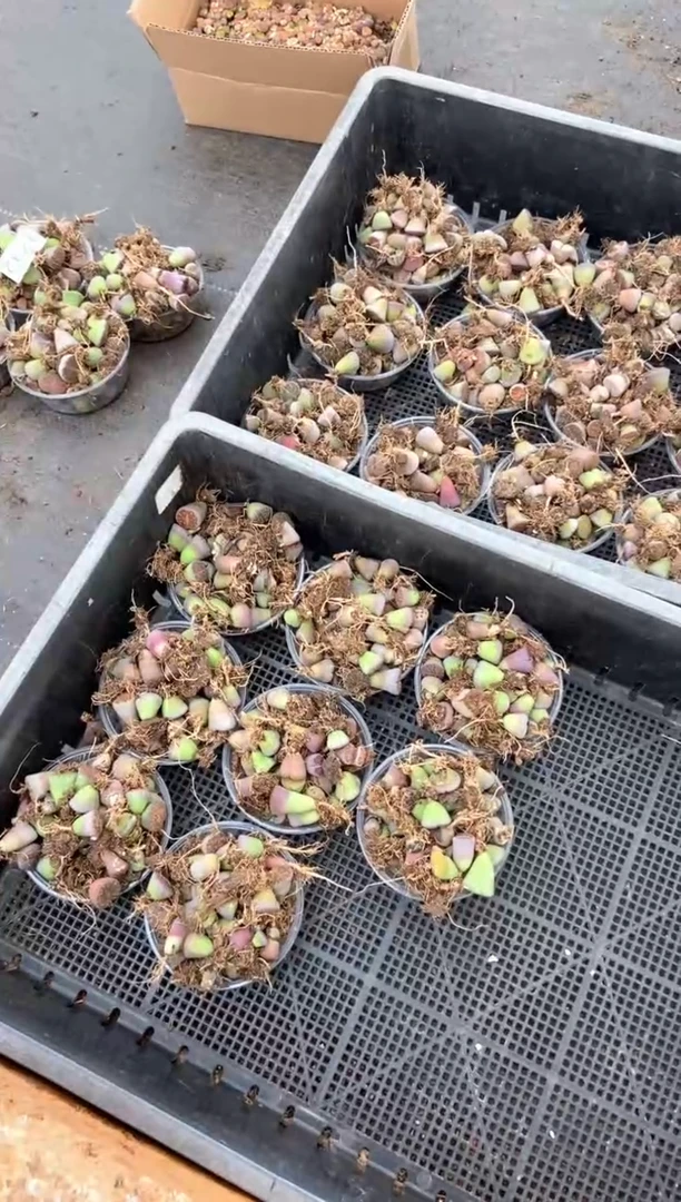 3732特价散装彩混有瑕疵发货1碗量拍