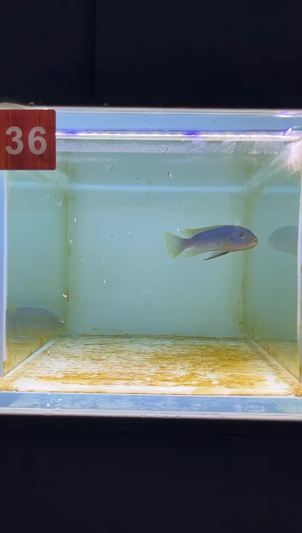 海水三湖慈鲷野生