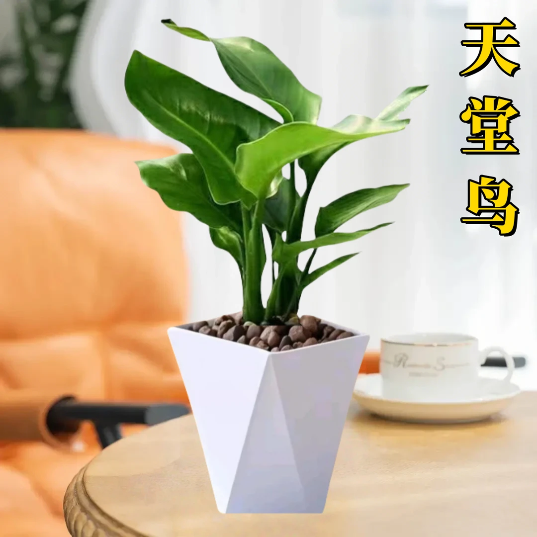 网红天堂鸟盆栽花卉绿植鹤望兰室内客厅桌面观叶观花植物盆栽大叶