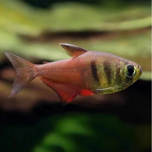 火焰旗灯鱼南美火焰裙脂鲤鱼热带观赏鱼小型鱼扯旗草缸群游活体鱼