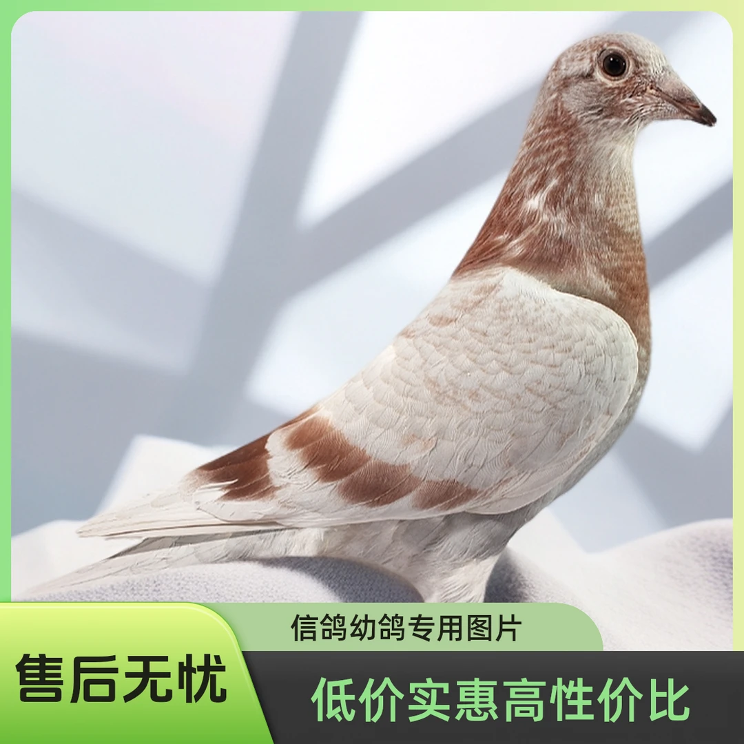 幼鸽信鸽种鸽幼鸽赛鸽直播