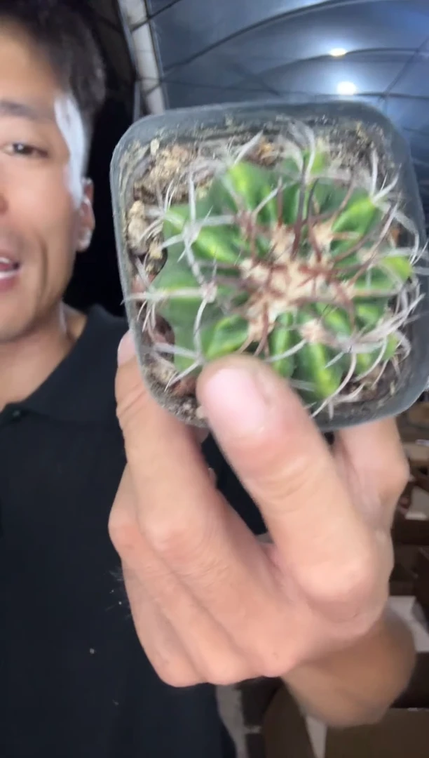 实生小号圆盘玉9.99】