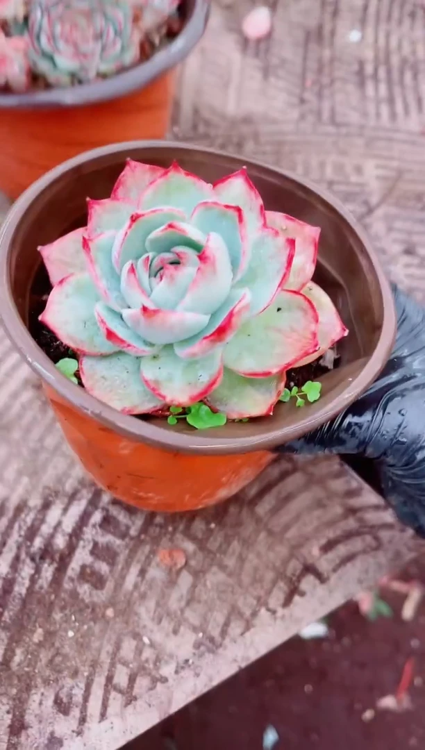 晓*跃跃精品多肉25108