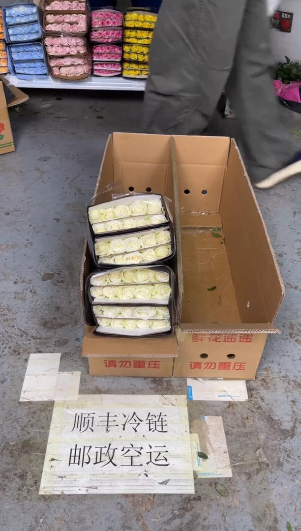 骄傲3扎