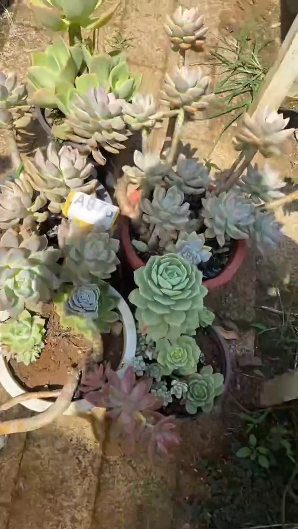 A976多肉组合默认脱土发货