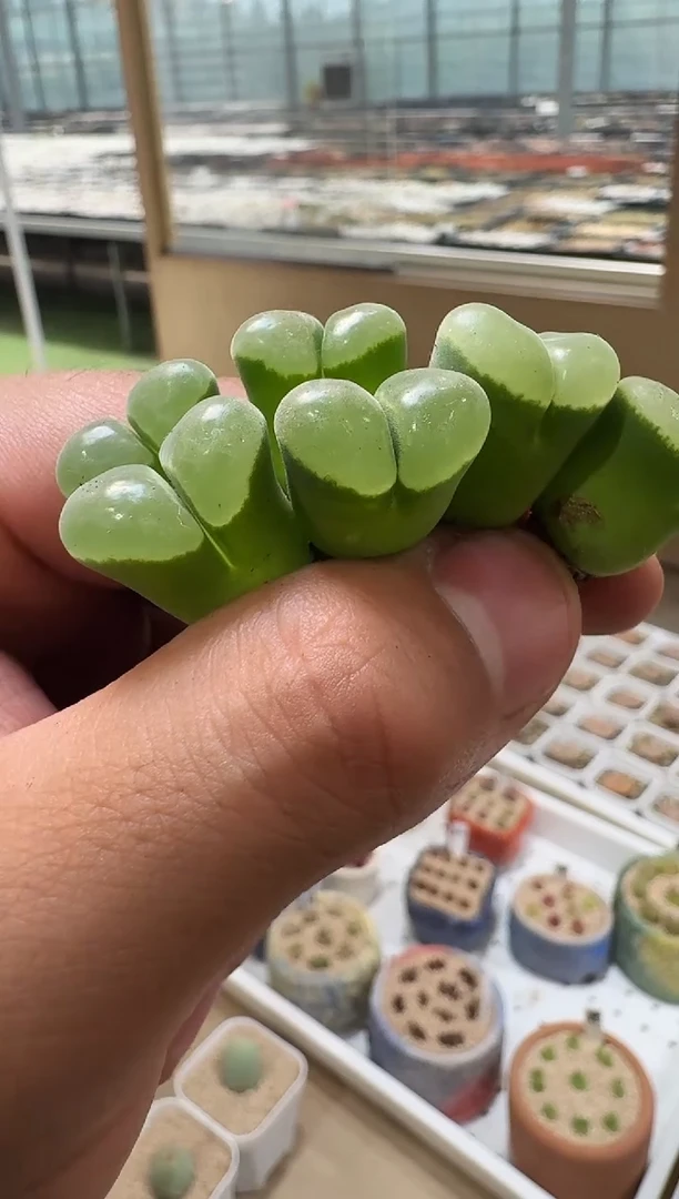 129多肉植物番杏科肉锥(脱土发货)墨白一颗