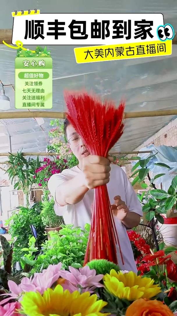 完全开放红色大麦