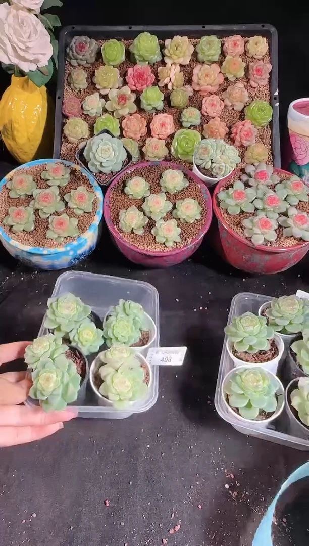 1111-408冰心13双头（群生不包整）