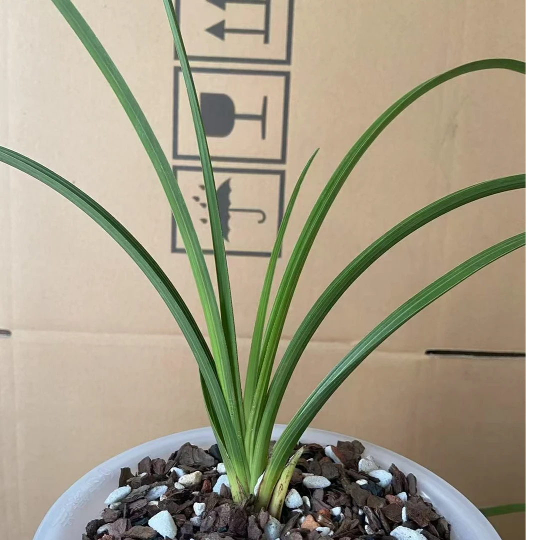 蕙兰好货资源艺草一物一拍请勿随意下单兰花盆栽兰草绿植室内