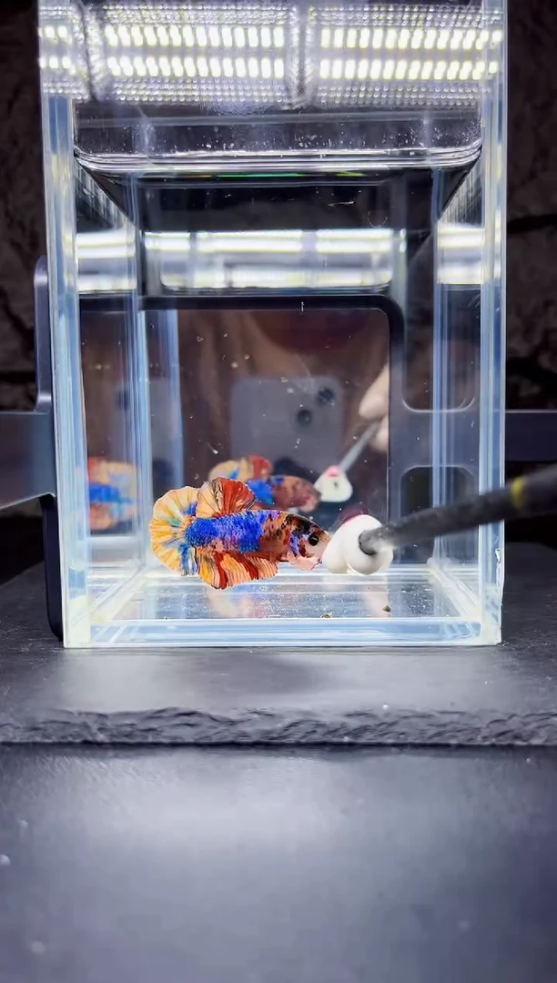 斗鱼宙尔斯将军糖果斗鱼koi等拍品如图