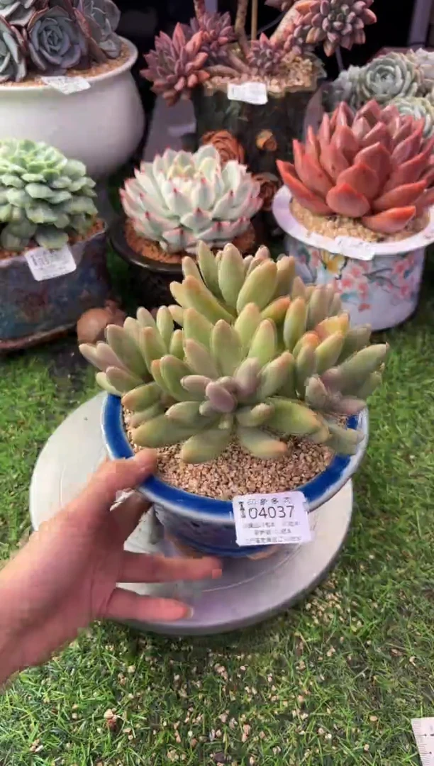 昆明印象多肉04037