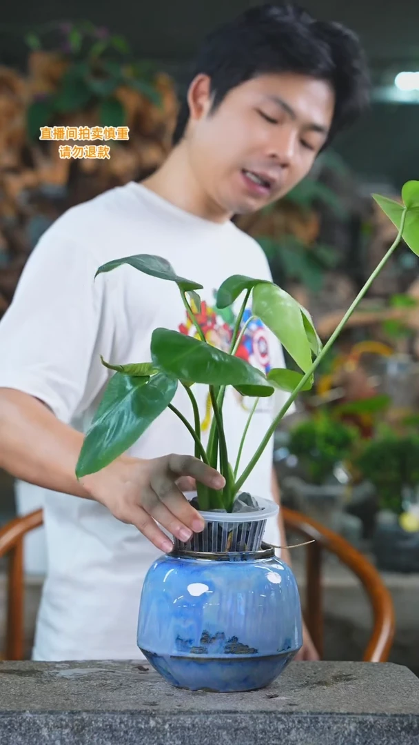 当前无花栽培后可以开花龟背542T