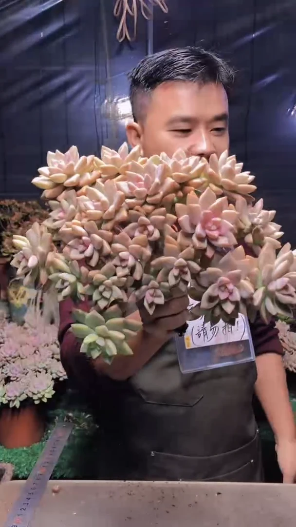 276淡雪缀化（一物一拍）