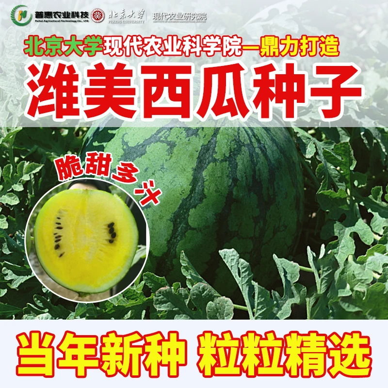 潍美系列 W106西瓜种子露天西瓜种子黄西瓜种子黄瓤小西瓜种子