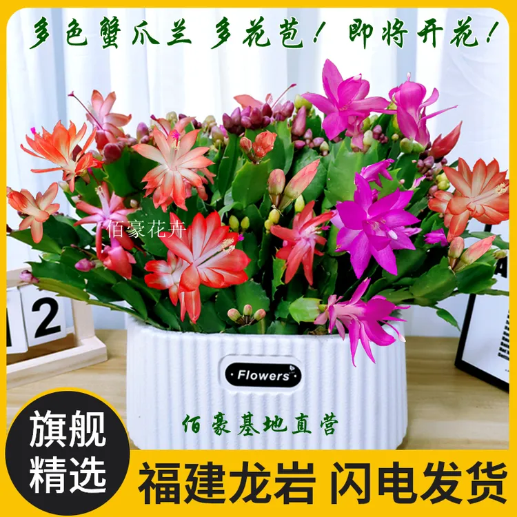 多色蟹爪兰雅雯盆好养盆栽室内花卉多肉植物办公室绿植花期超长