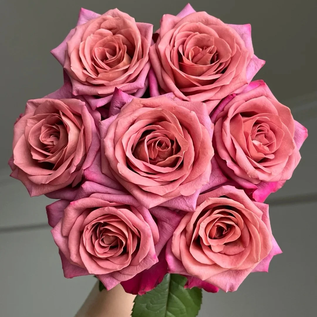 调香师【单头玫瑰】复古色系，花期长，冷链包邮，2单升级顺丰