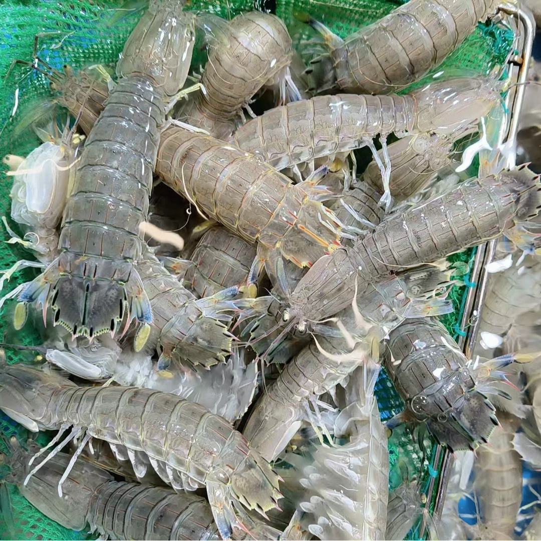 （现挑现选）鲜活皮皮虾/不保活/打氧发货/1小时配送到家