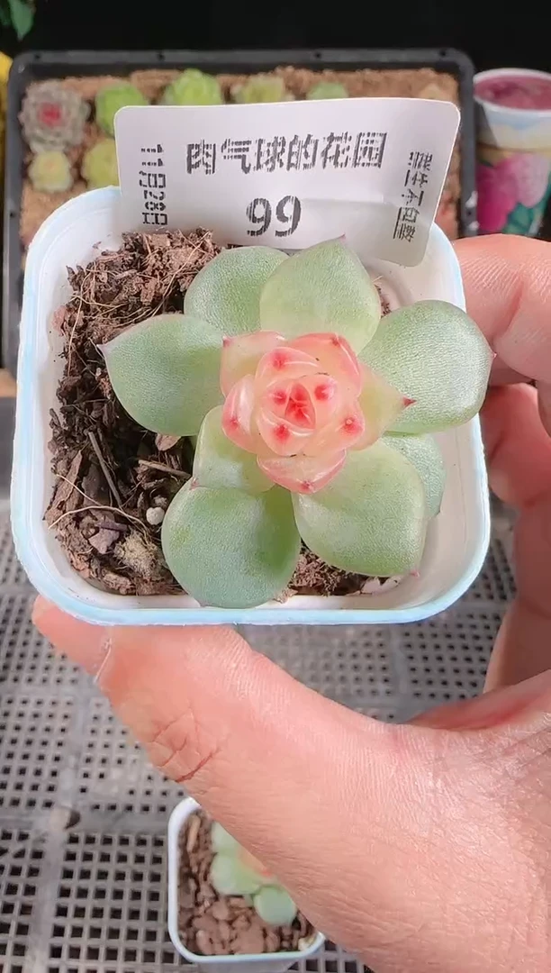 多肉1128-99春桃群生不包整