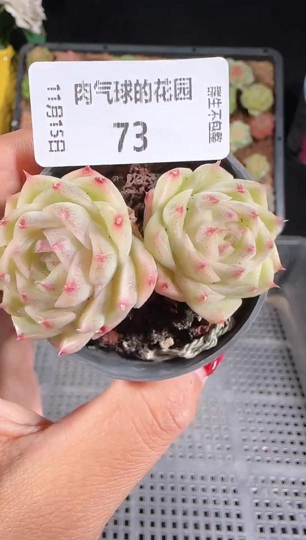 1115-73.群生不包整