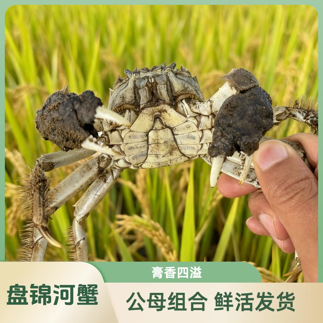 【活蟹】盘锦河蟹螃蟹 【公母混】各半 1.6-1.4两  2斤3斤装 顺丰包邮