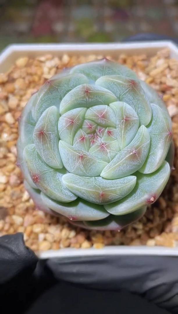 闪购2557 云之羽多肉一颗   4-4.5厘米