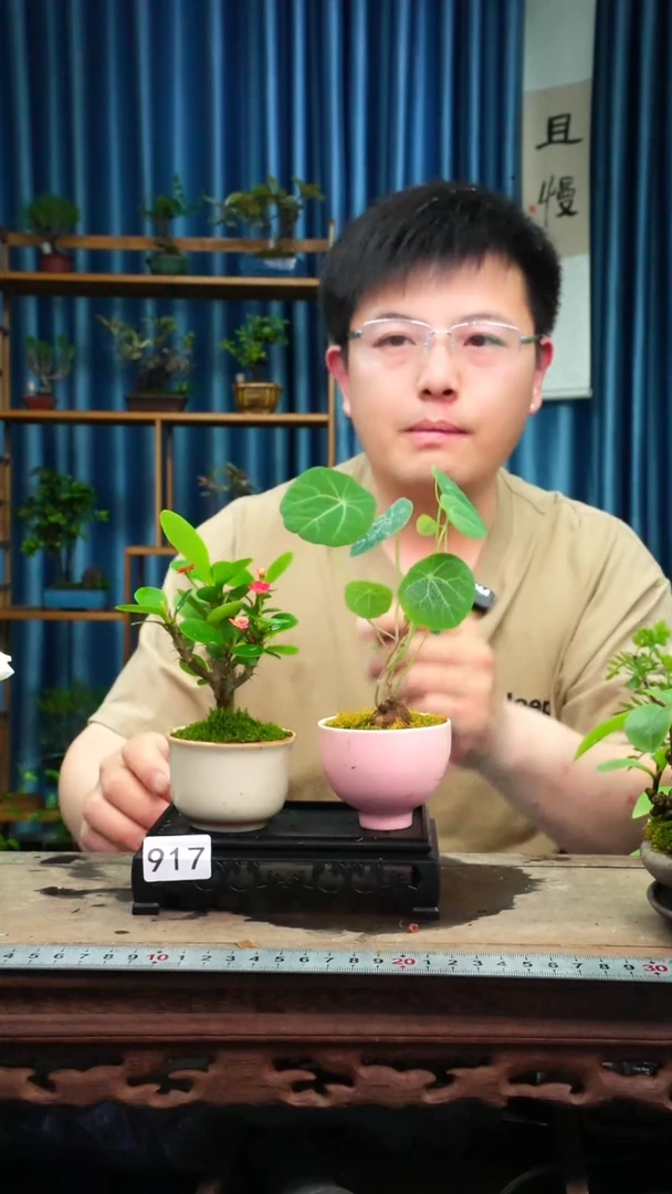 无花朵苔藓微景观917号