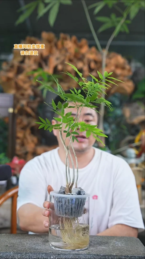 完全开放菩提515+