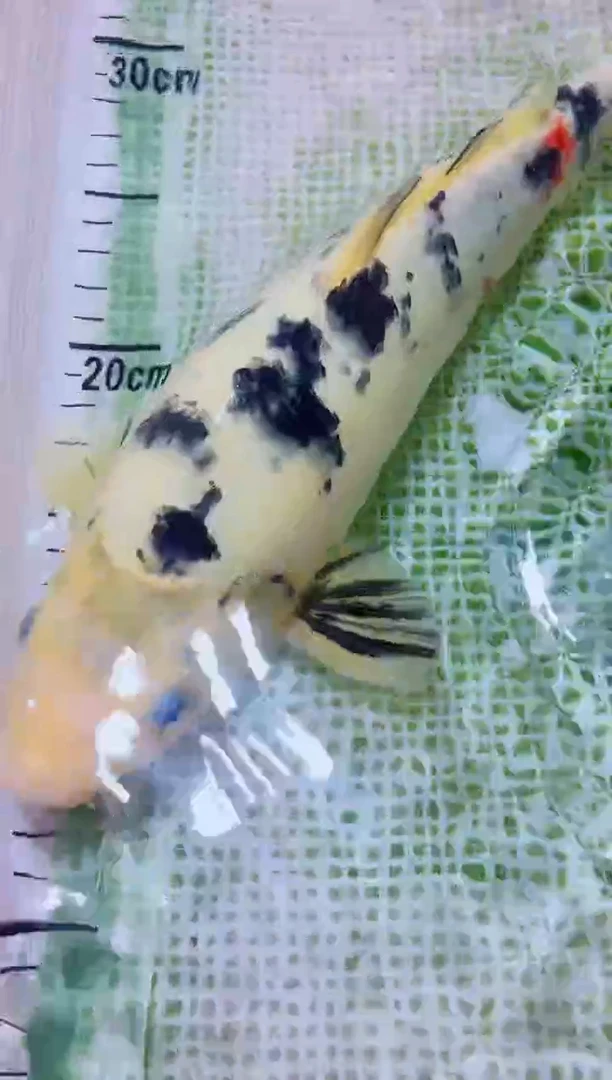 锦鲤血统锦鲤全场包邮3