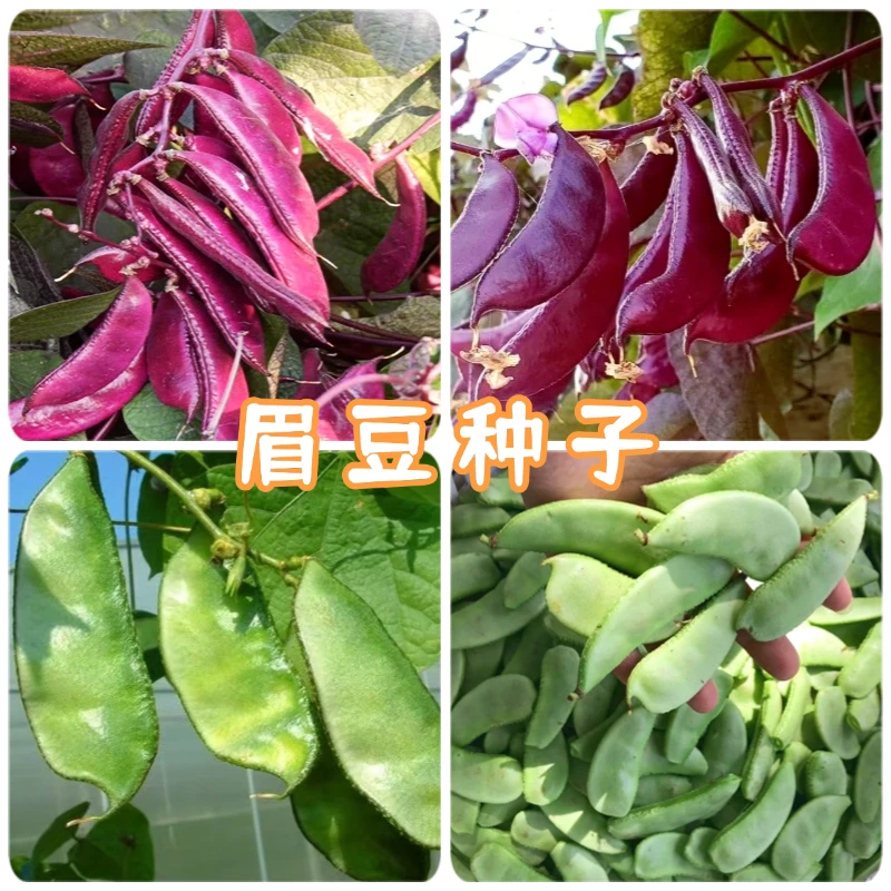【全店满5包包邮】扁豆种子眉豆新手易种耐热耐湿口感软糯产量高