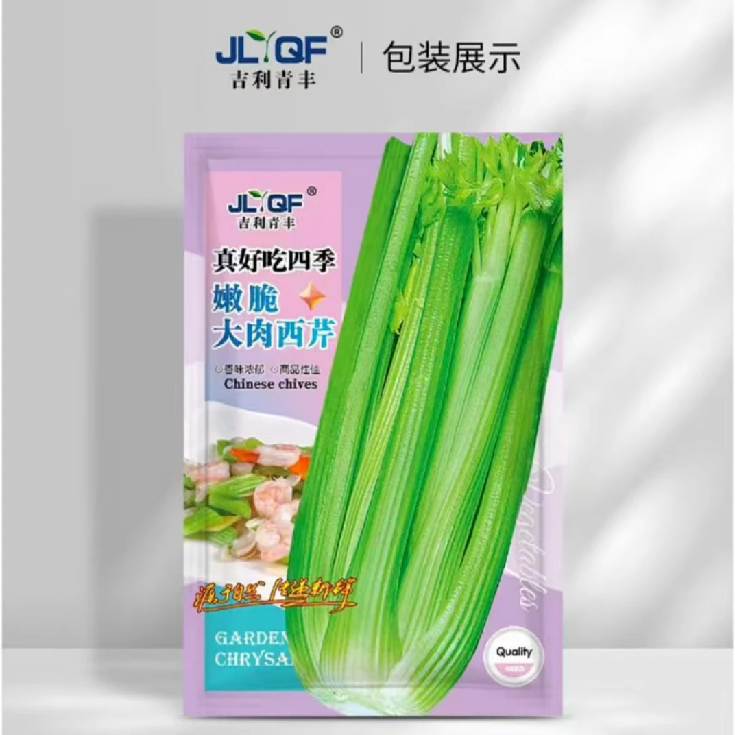 农家大肉西芹菜种子田园基地均可种植