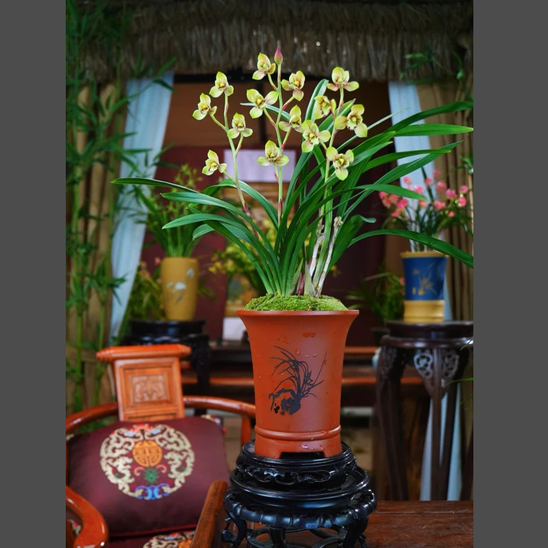 建兰荷瓣铭品【荷塘月色】带花苞浓香清香兰花高雅兰花盆景