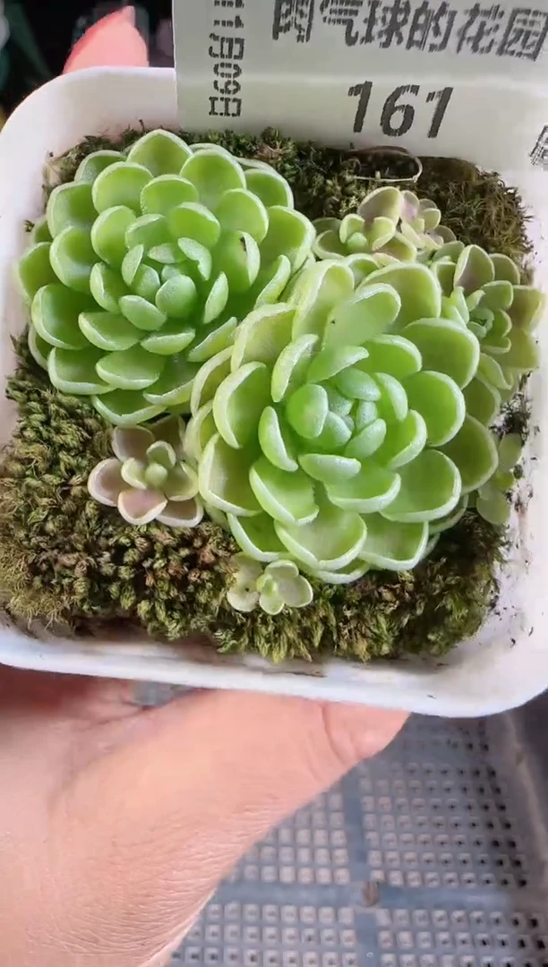 1109-161爱丽丝麦秆群不包整