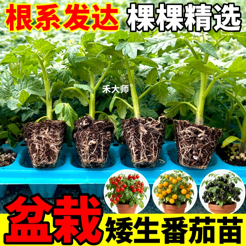 寿光四季矮生番茄苗秧红黄黑果矮生水果西红柿种苗圣女果阳台盆栽