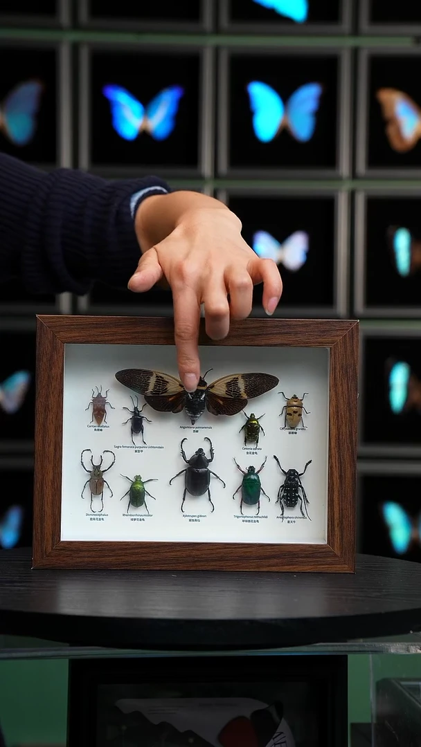 10昆虫组合科普版8寸复古框