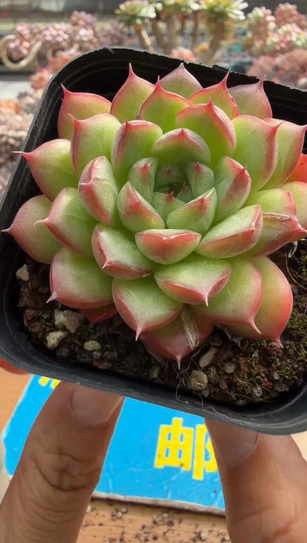 东云多肉园二店-418