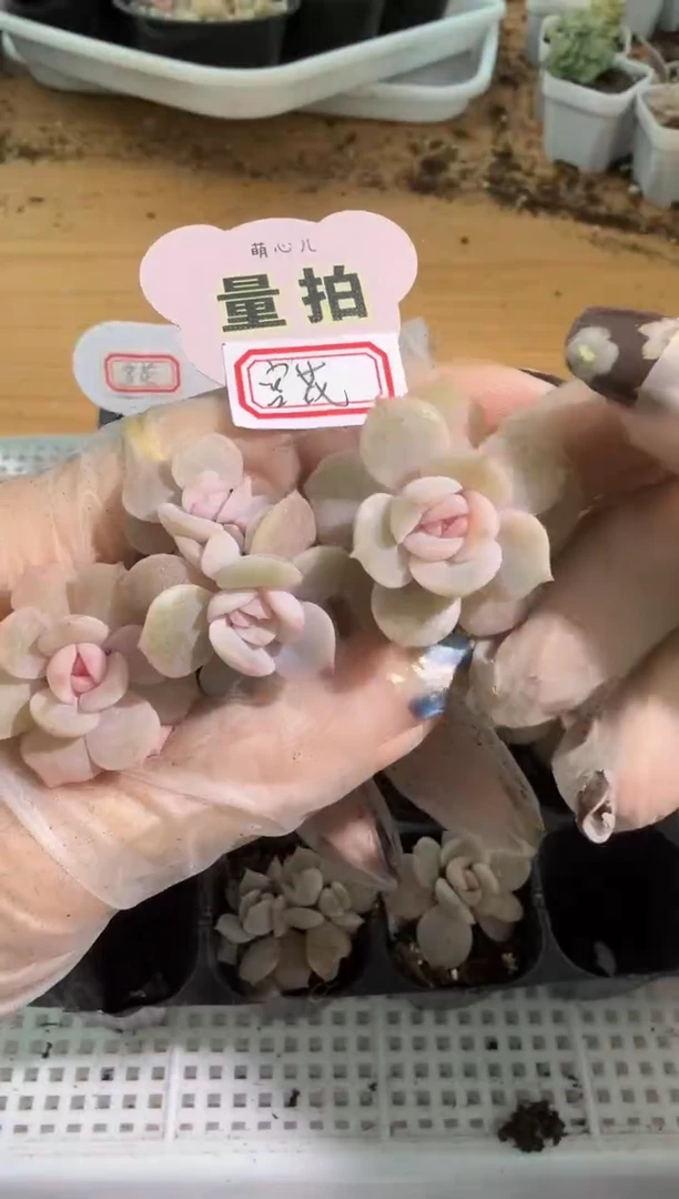 宫花 单双混 3颗量拍混发 满9.9包邮