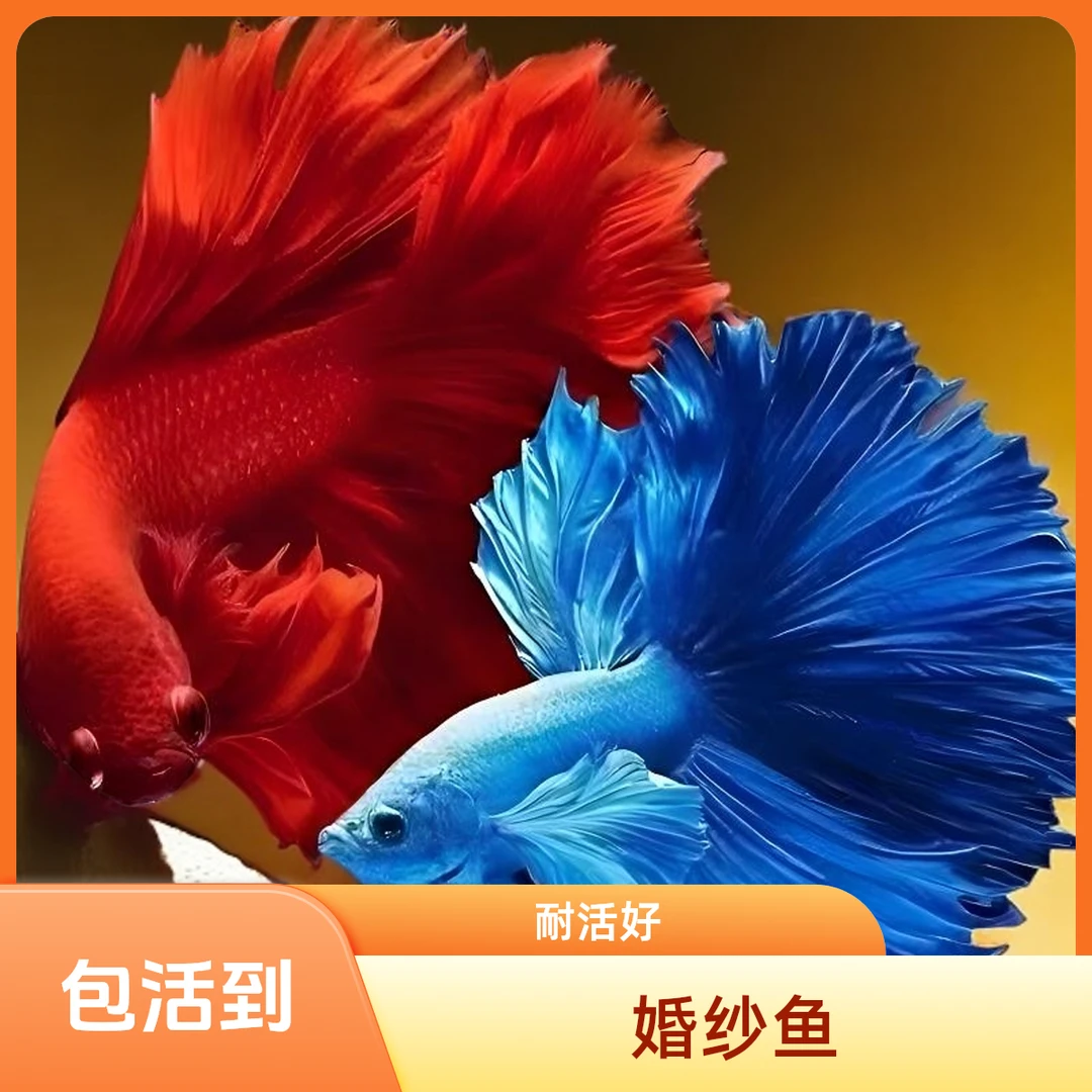 斗鱼热带观赏鱼小型宠物婚纱鱼耐活好斗鱼观赏鱼养
