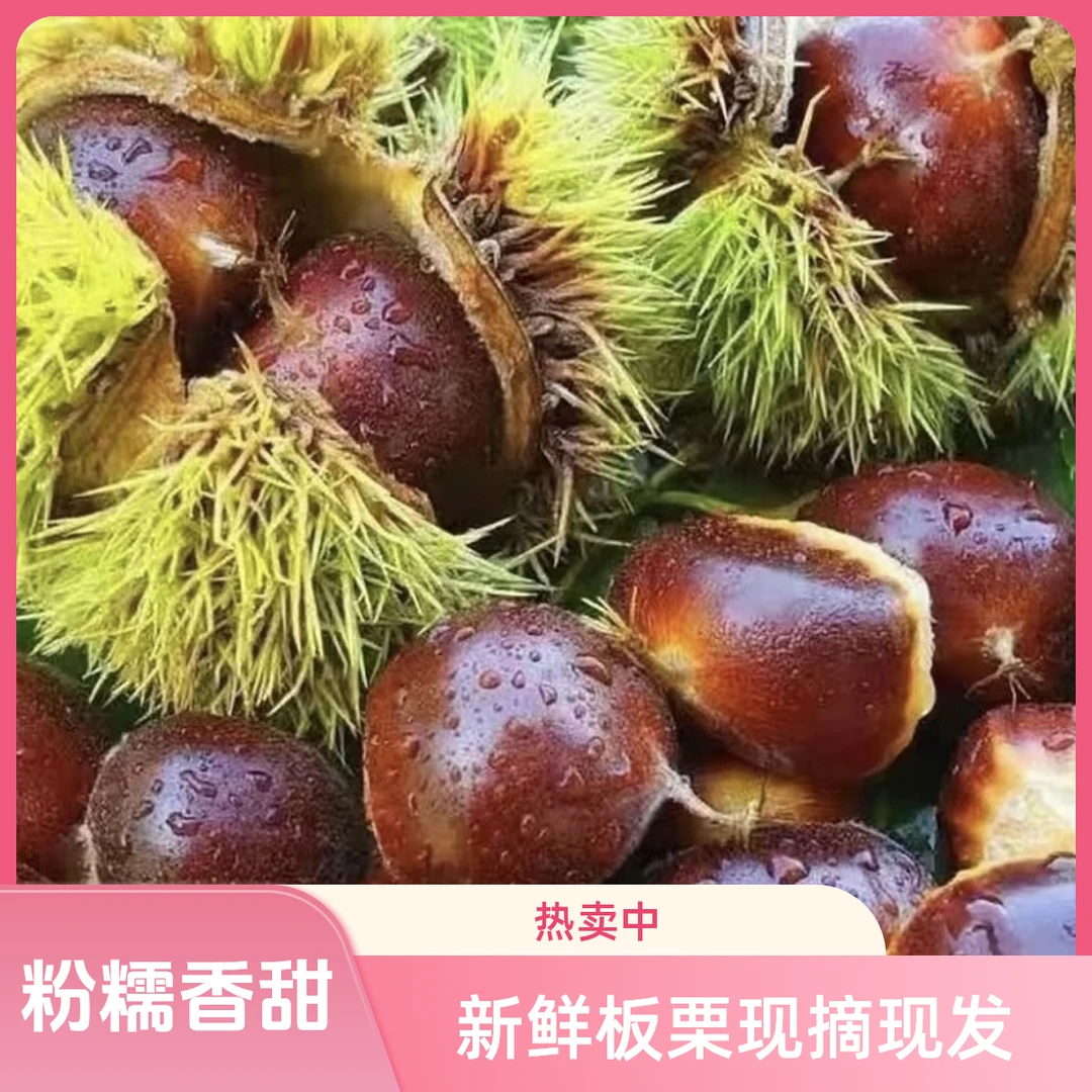 云南高山老树新鲜当季莱西板栗粉糯香甜坏果包赔