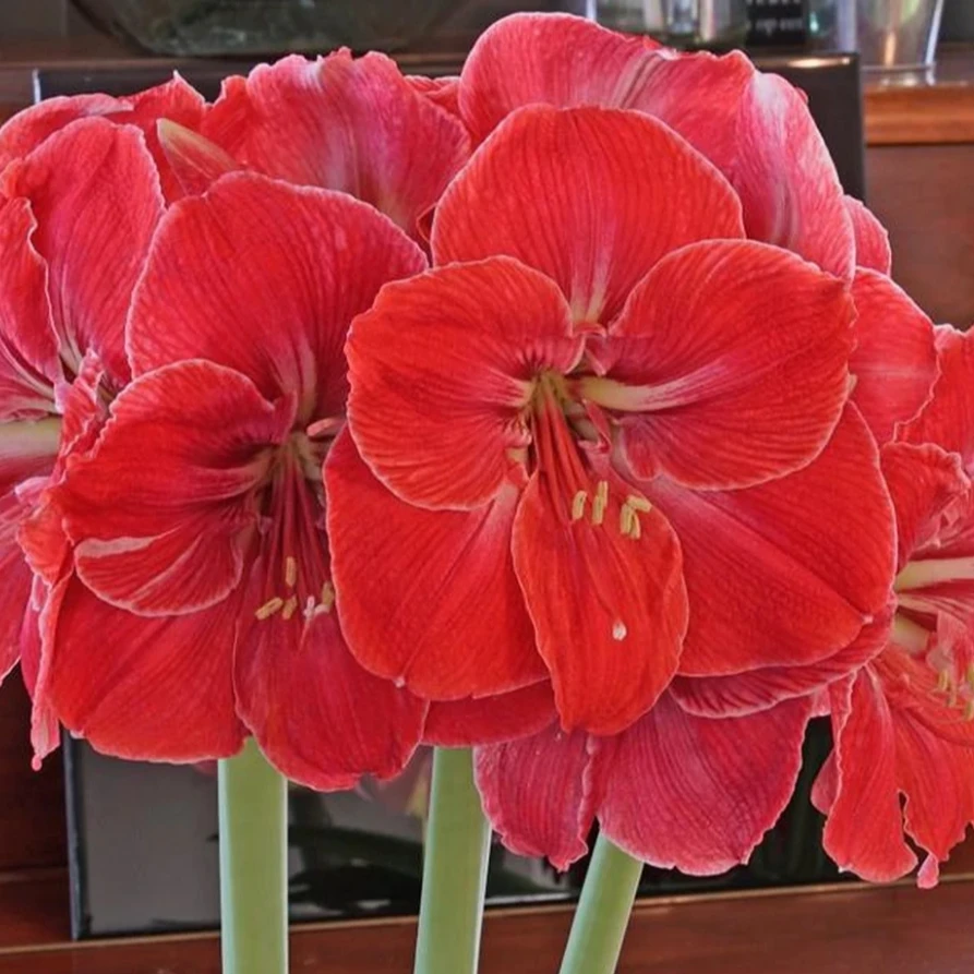 【神奇】★ 荷兰★重瓣朱顶红种球室内外盆栽花卉高观赏性种植