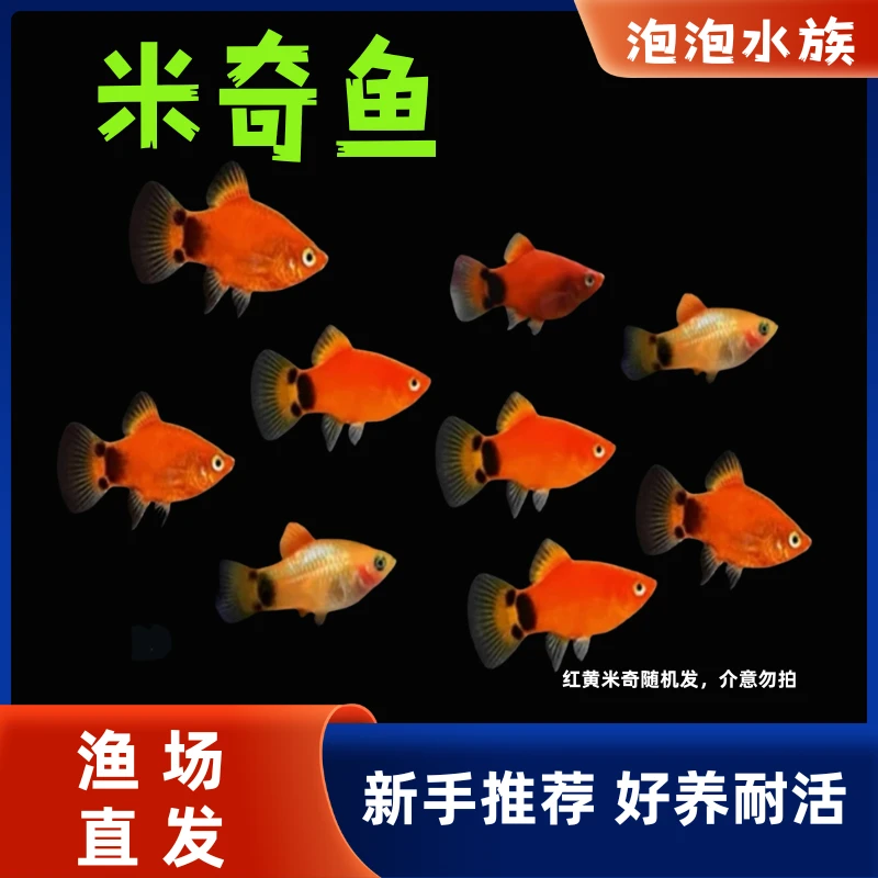米奇鱼月光鱼胎生鱼小型鱼新手推荐好养活新手鱼淡水孔雀鱼玛丽鱼