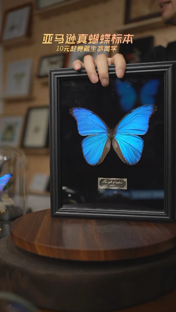 有机玻璃大蓝闪蝶黑绒底版10寸欧式框