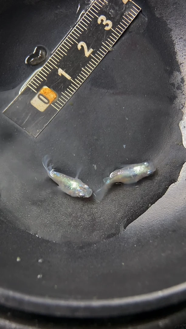 青鳉鱼2号紫金极龙球