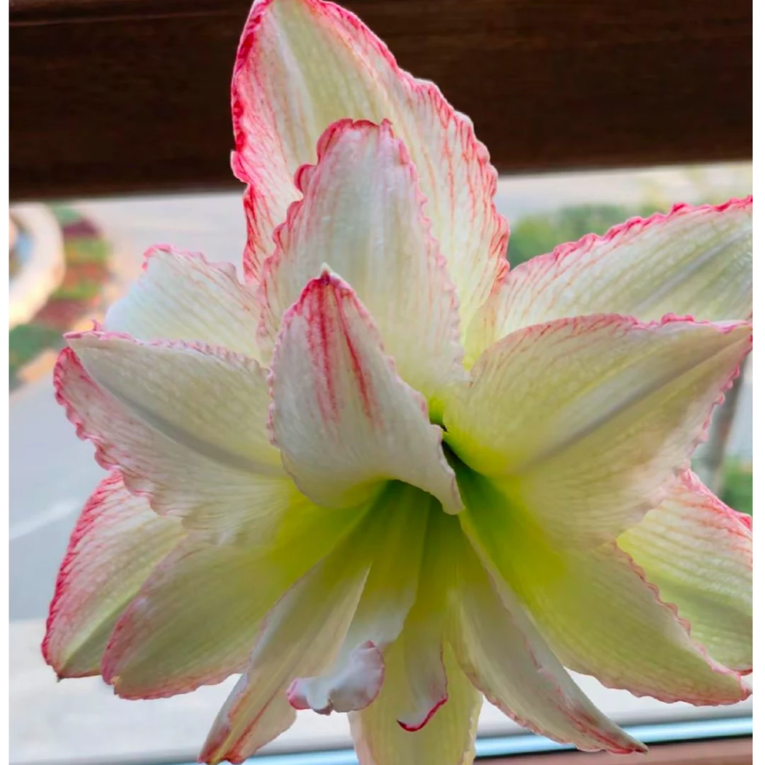 【镶边石竹】★重瓣朱顶红种球植物阳台花卉种植原生室内/外