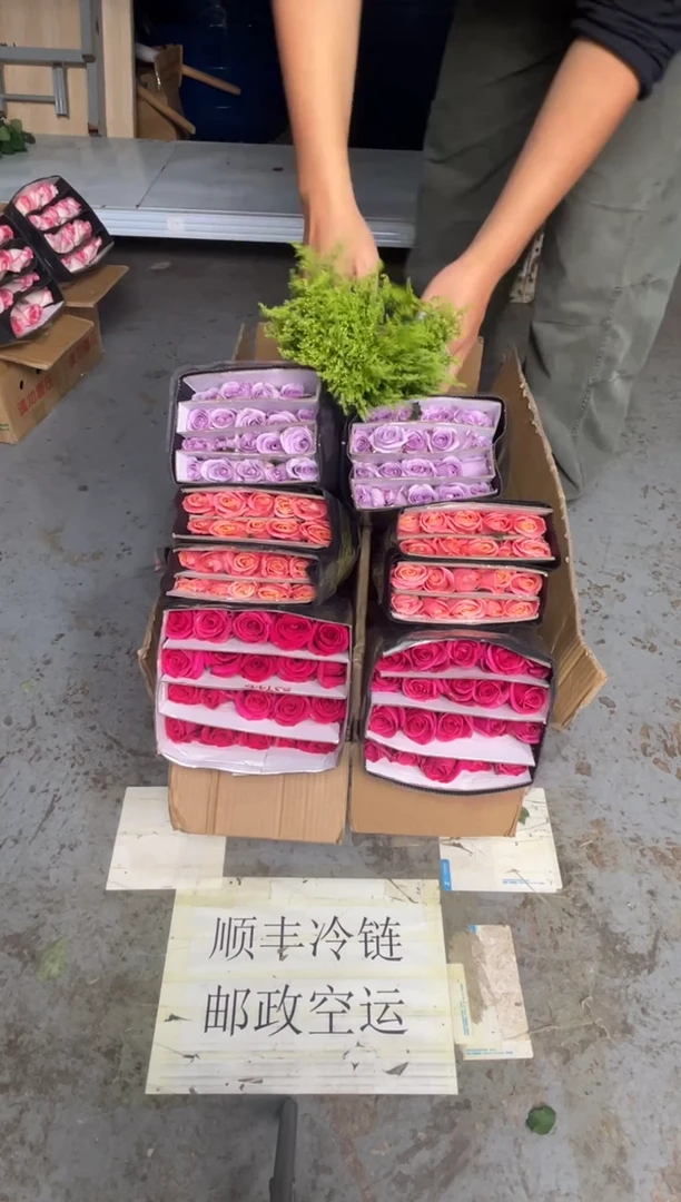 佛洛依德20枝+朱小姐20枝+海洋之歌20枝+黄莺