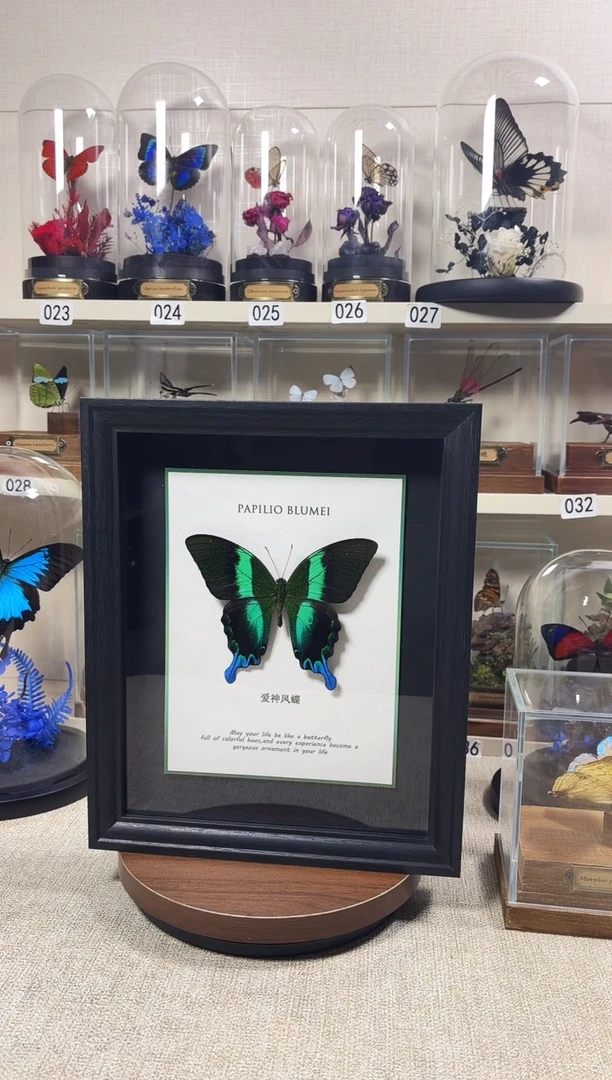 大自然真实的蝴蝶标本