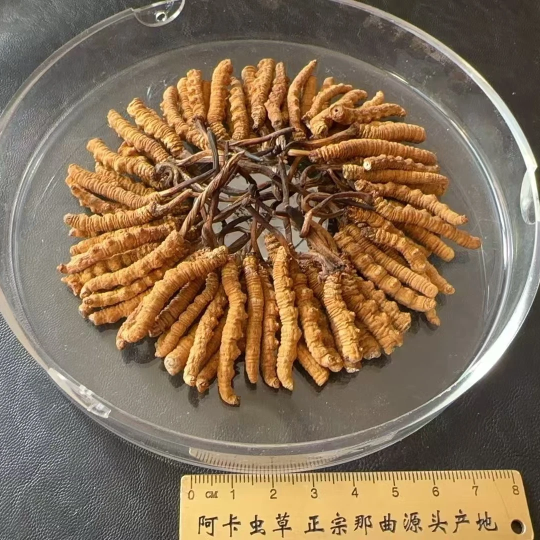 野生中大断虫草-西藏那曲高海拔冬虫夏草（打粉、日常食用更划算）