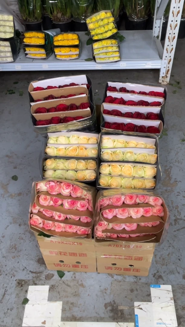 艾沙20枝+香槟20枝+ 高原红20枝