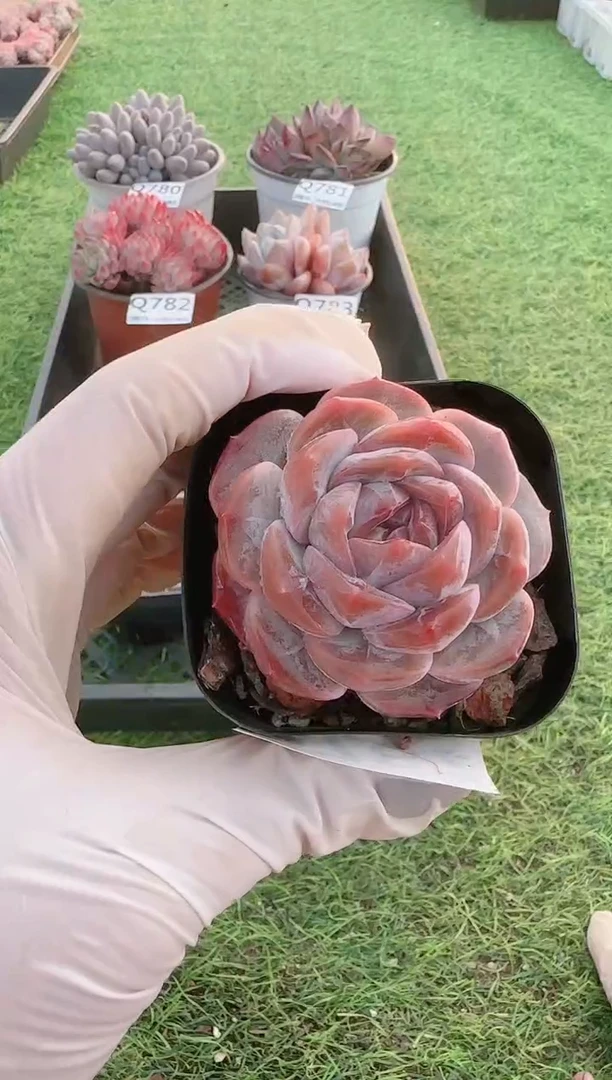 【闪购商品】梦会多肉一物一拍